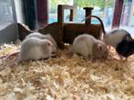 Jonge ratjes, Dieren en Toebehoren, Knaagdieren, Rat, Meerdere dieren, Tam, Oktober