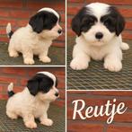 Maltipoo pups, Dieren en Toebehoren, Overige rassen, CDV (hondenziekte), 8 tot 15 weken, Meerdere