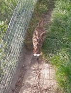 Eliot fazant, Dieren en Toebehoren, Meerdere dieren, Overige soorten