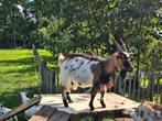 3 kleurige dwerggeit, Dieren en Toebehoren, Schapen, Geiten en Varkens, Vrouwelijk, Geit