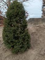 Mooie taxus, Ophalen, Minder dan 100 cm, Vijgenboom