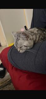 Poes Silver tabby, Poes