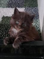 Maine coon kittens, Dieren en Toebehoren, Katten en Kittens | Raskatten | Langhaar, Meerdere dieren, Gechipt, 0 tot 2 jaar