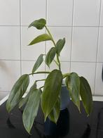 Kamerplant: Philodendron Jose Buono, Ophalen, Overige soorten, Minder dan 100 cm