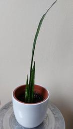 Prachtige sanseveria zeylanica in grote chique pot 65 cm, Ophalen of Verzenden, Minder dan 100 cm