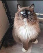 Seal mink mitted dekkater Ragdoll met stamboom (NFS), 0 tot 2 jaar
