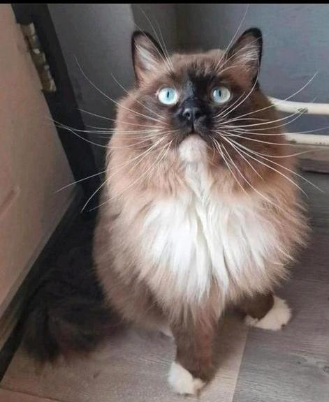 Seal mink mitted dekkater Ragdoll met stamboom (NFS), Dieren en Toebehoren, Katten en Kittens | Dekkaters, 0 tot 2 jaar