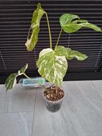Monstera variegata, Huis en Inrichting, Kamerplanten, Ophalen of Verzenden, Overige soorten, Minder dan 100 cm