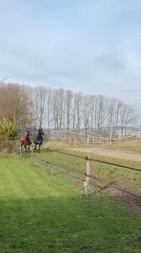 Stalling met weidegang gezocht, Dieren en Toebehoren, Stalling en Weidegang