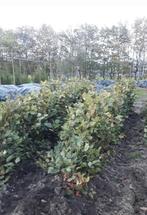 Beukenhaag - bladhoudend, Tuin en Terras, Ophalen of Verzenden, Beukenhaag, 100 tot 250 cm