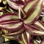 Tradescantia Zebrina Silver Plus stekjes, Ophalen of Verzenden, Overige soorten, Halfschaduw, Minder dan 100 cm