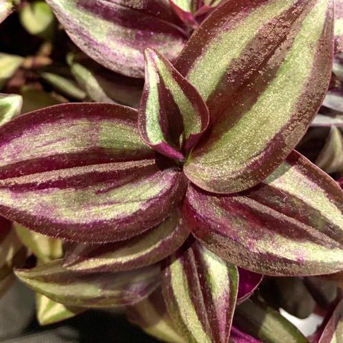 Tradescantia Zebrina Silver Plus stekjes, Huis en Inrichting, Kamerplanten, Overige soorten, Minder dan 100 cm, Halfschaduw, Ophalen of Verzenden