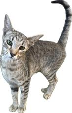 Deze knapperd zoekt een forever home, Dieren en Toebehoren, Katten en Kittens | Raskatten | Korthaar, Poes, Gechipt, 0 tot 2 jaar