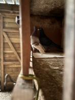 Mooie koppel, Dieren en Toebehoren