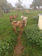 Te koop Nubische geiten, Dieren en Toebehoren, Schapen, Geiten en Varkens, Vrouwelijk, Geit, 0 tot 2 jaar