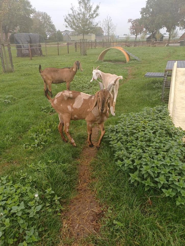 Te koop Nubische geiten, Dieren en Toebehoren, Schapen, Geiten en Varkens, Geit, Vrouwelijk, 0 tot 2 jaar