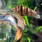 Anentome helena/ slaketende slak, Slak of Weekdier, Zoetwatervis