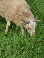 2 Drentse heideschaap rammen, Dieren en Toebehoren, Mannelijk, Schaap