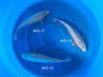Diverse Japanse koi karper | Koikarpers  | Nisai vissen, Karper of Koi