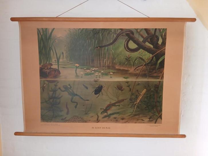 Oude Schoolplaat – In Sloot en Plas – M.A. Koekoek, Antiek en Kunst, Antiek | Schoolplaten, Natuur en Biologie, Ophalen of Verzenden