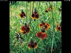 Ratibida columniferia red midget, Ophalen of Verzenden