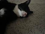 Lieve langharige kater van 6 maanden, Kater, Langharig, 0 tot 2 jaar