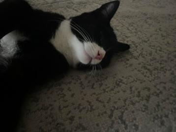 Lieve langharige kater van 6 maanden beschikbaar voor biedingen