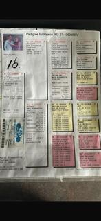 4 duiven Bert Braspenning, Mannelijk, Postduif