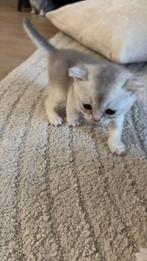 Witte britse korthaar, Dieren en Toebehoren, Katten en Kittens | Raskatten | Korthaar, Kater, 0 tot 2 jaar