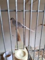 Diamantduif, Dieren en Toebehoren, Vogels | Duiven, Meerdere dieren, Overige soorten