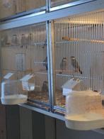 Jonge rijstvogels, Meerdere dieren, Tropenvogel