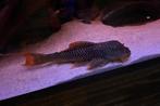 L014 Scobinancistrus Aureatus Sunshine Pleco L, Dieren en Toebehoren, Vis, Zoetwatervis