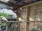 vogels, Dieren en Toebehoren, Vogels | Parkieten en Papegaaien, Meerdere dieren, Dwergpapegaai of Agapornis