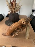 Opgezette bunzing, Verzamelen, Dierenverzamelingen, Ophalen of Verzenden, Zo goed als nieuw, Vogel, Opgezet dier