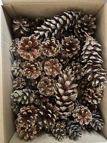 40 Dennenappels Nieuw beschikbaar voor biedingen