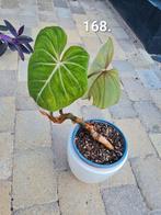 Kamerplanten en stekjes te koop, Ophalen of Verzenden, Overige soorten, Minder dan 100 cm
