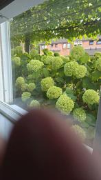 Hortensia 'Annabelle' - Prachtige bloemen!, Vaste plant, Halfschaduw, Zomer, Ophalen