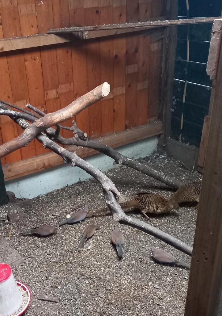 Senegal tortel duif, Dieren en Toebehoren, Vogels | Duiven, Tortelduif, Meerdere dieren