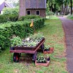 Vaste planten , o.a vrouwenmantel, div. soorten geraniums, Volle zon, Vaste plant, Zomer, Ophalen