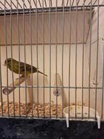 Goed zingende kanarie, Dieren en Toebehoren, Vogels | Kanaries