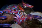Rainbow shiners (Notropis Chrosomus), Dieren en Toebehoren, Vissen | Vijvervissen, Overige soorten