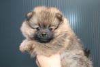 Pomeranian puppie teefje met fci stamboom nederlands gefokt, Dieren en Toebehoren, Honden | Poolhonden, Keeshonden en Oertypen