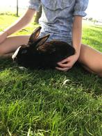 Konijn, Dieren en Toebehoren, Vrouwelijk, Groot, 0 tot 2 jaar