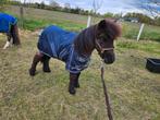 Shetlander jaarling, Gechipt, Hengst, 0 tot 2 jaar, A pony (tot 1.17m)