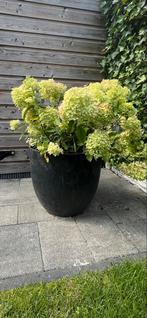 2 bloempotten intratuin met hortensia., Ophalen, Kunststof, Minder dan 60 cm, Rond