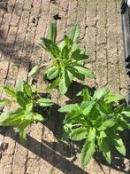 salvia ost friesland  blauw bloeiend, Tuin en Terras, Overige soorten, Volle zon, Vaste plant, Ophalen of Verzenden