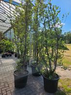 Quercus Suber / mediterrane kurkeik / multistam ‼️‼️, Bloeit niet, 400 cm of meer, Ophalen, Volle zon