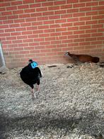 Fazanten, chacalaca, blauwkeelguan, Meerdere dieren, Overige soorten