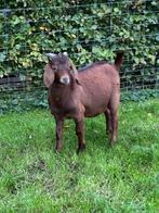 Kalahari Red boergeit bokje, Dieren en Toebehoren, Schapen, Geiten en Varkens, Meerdere dieren, Geit, 0 tot 2 jaar