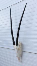 Grote schedel SPIESBOK / ORYX - met kiezen - ref.  F, Ophalen, Gebruikt, Wild dier, Schedel